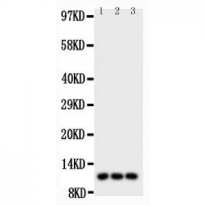 I-309  Antibody