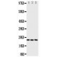 I-309 Antibody