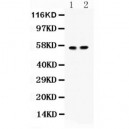 ICA1  Antibody