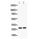 IGFBP1  Antibody