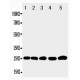 IGFBP6 Antibody