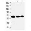 Ihh Antibody