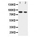 IKK alpha Antibody