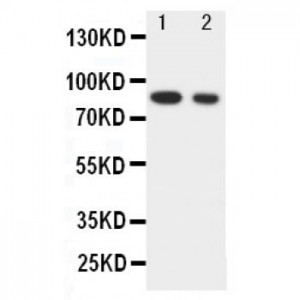 IKK alpha Antibody