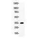 IL1 beta  Antibody