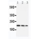 IL-10 Antibody