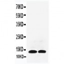 IL13 Antibody