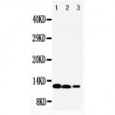 IL13 Antibody