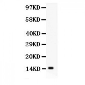 IL15  Antibody