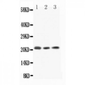 IL18  Antibody