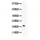 IL18  Antibody