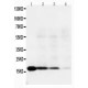 IL-18 Antibody