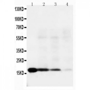 IL-18 Antibody