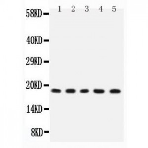 IL2  Antibody