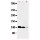 IL2 Antibody