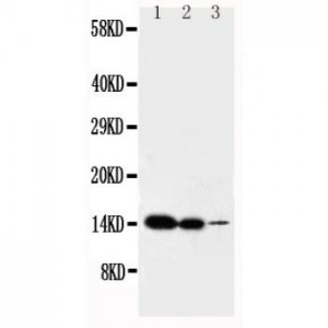 IL2 Antibody