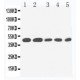 IL2 Receptor gamma Antibody