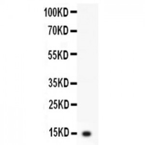 IL3 Antibody