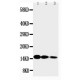 IL3 Antibody