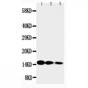 IL3 Antibody