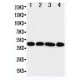 IL3RA Antibody