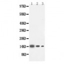 IL-4 Antibody