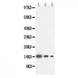 IL-4 Antibody