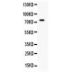 IL7  Antibody