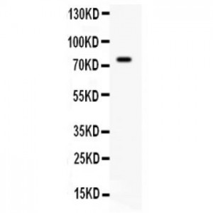 IL7  Antibody