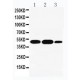 INDOL1 Antibody