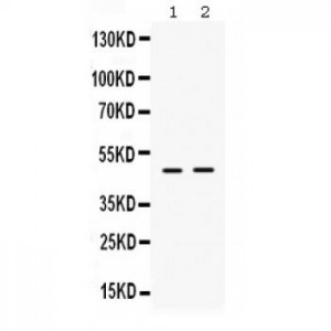 ING1  Antibody