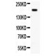 Integrin beta 4 Antibody