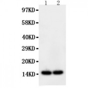 intestinal FABP Antibody