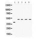 IRF2  Antibody