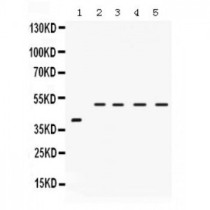 IRF2  Antibody