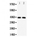 IRF2 Antibody