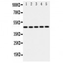 IRF3 Antibody