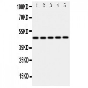 IRF3 Antibody