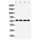 IRF5 Antibody