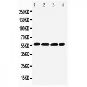 IRF5 Antibody