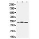 IRF8 Antibody