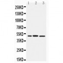 IRF8 Antibody