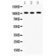 ITCH/AIP4  Antibody