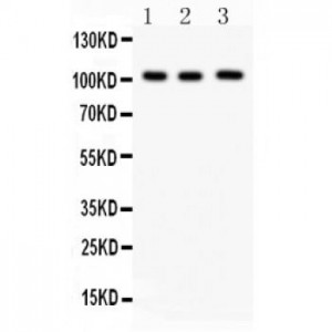 ITCH/AIP4  Antibody