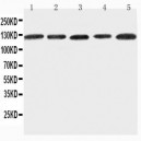 ITGA7 Antibody