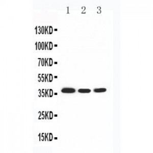 JAB1 Antibody