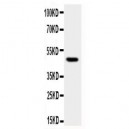 JNK1 Antibody