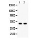 JNK2 Antibody