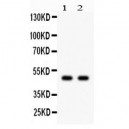 JNK2 Antibody