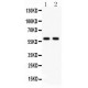 KAT13A/SRC1 Antibody